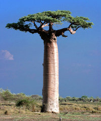 Baobab de Madagascar - Licence CC-BY-SA - Auteur Wikimedia/JlialiangGao