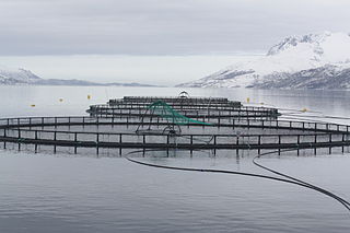 Cage élevage saumon Norvège - CC-BY-SA Thomas Bjorkan