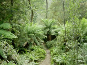 Forêt primaire de Tasmanie